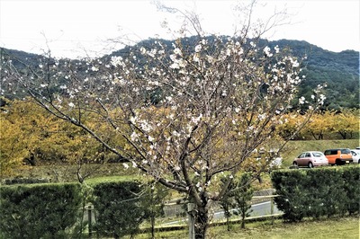 ジュウガツザクラ（十月桜)1.jpg