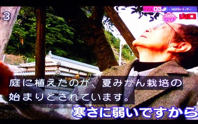 ナツミカン原樹2.jpg