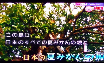 ナツミカン原樹3.jpg