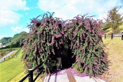 ハギの花のトンネル1.jpg