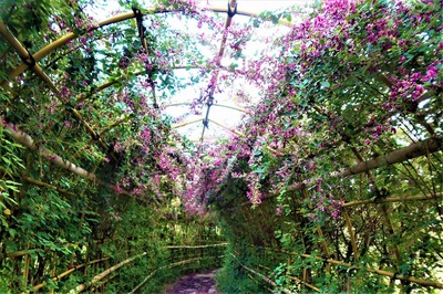 ハギの花のトンネル3.jpg