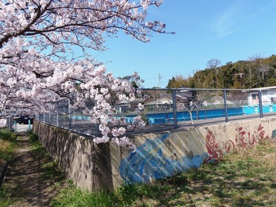 プールと桜.jpg