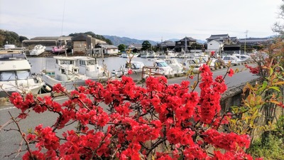 ボケの花1.jpg