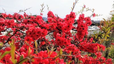 ボケの花2.jpg