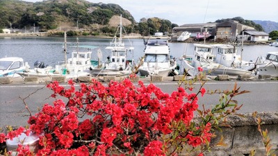 ボケの花3.jpg