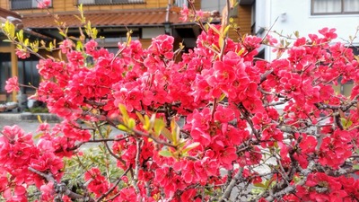 ボケの花4.jpg