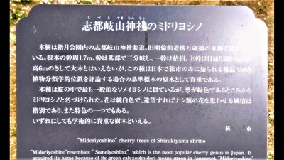 ミドリヨシノ説明.jpg
