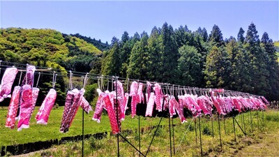 ミニこいのぼり3.jpg
