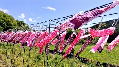 ミニこいのぼり4.jpg