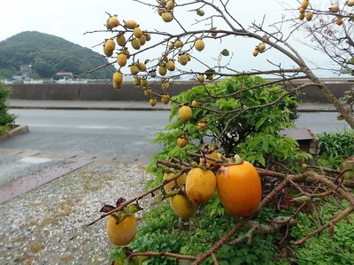 ミニ柿と普通の柿.jpg