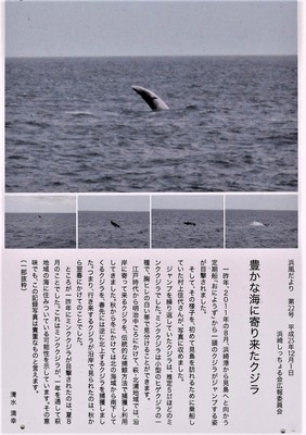 ミンククジラ.jpg