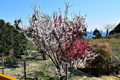 一本の木から二色の花.jpg