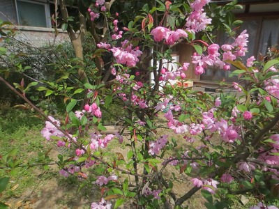 三輪さんの花.jpg
