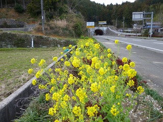 三隅の菜の花.jpg