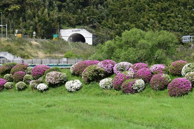 三隅湯免のツツジ1.jpg