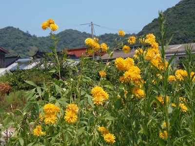 上田さんの季節の花.jpg
