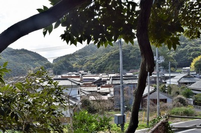 下側に伸びた木2.jpg