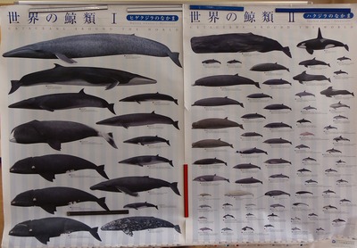 世界の鯨類.jpg