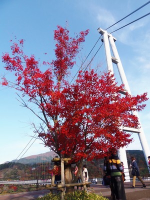 九重夢吊大橋と秋色1.jpg