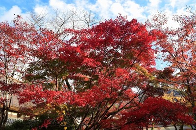 亀の井ガーデンの秋色3.jpg