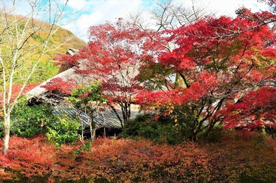 亀の井ガーデンの秋色5.jpg
