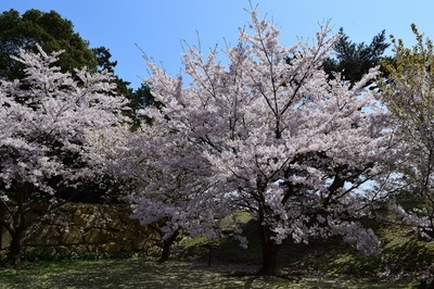 二の丸南門の桜2.jpg