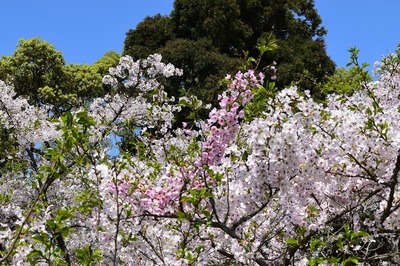 二色の桜2.jpg