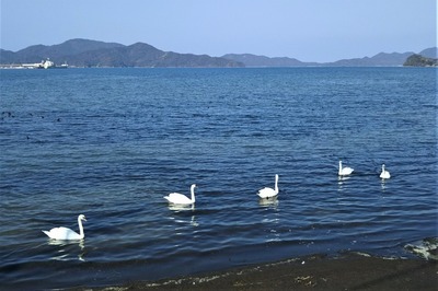 仙崎湾の白鳥.jpg
