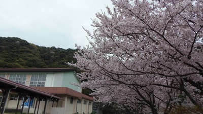 体育館と桜1.jpg