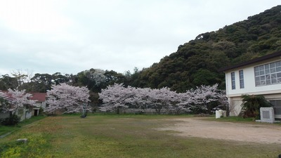 体育館と桜2.jpg