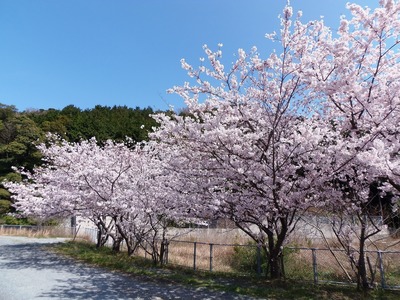 体育館傍の桜.jpg