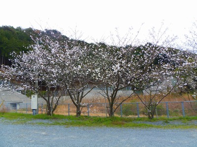 体育館近くの桜.jpg