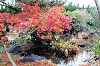 八坂神社の紅葉2.jpg