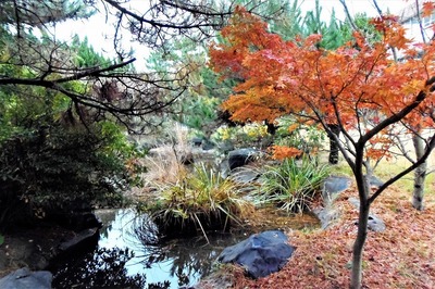 八坂神社の紅葉3.jpg
