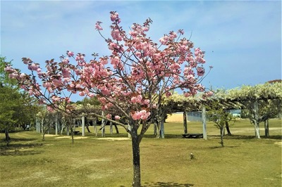 八重桜1.jpg