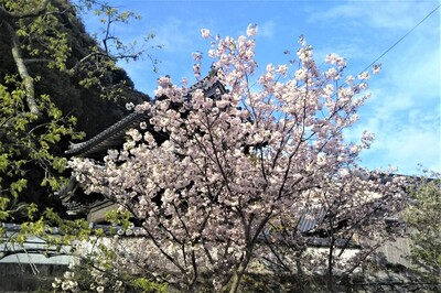 八重桜1.jpg