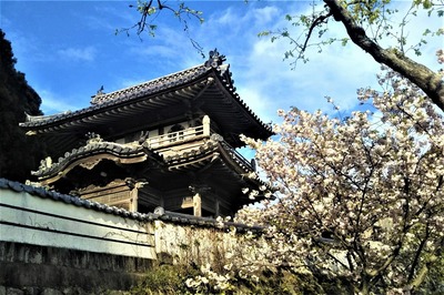 八重桜2.jpg
