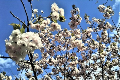 八重桜3.jpg