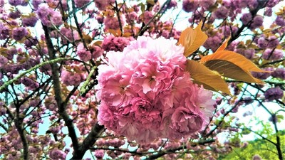 八重桜3.jpg