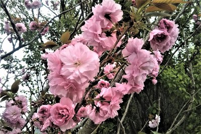 八重桜5.jpg