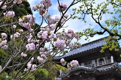 八重桜と山門.jpg