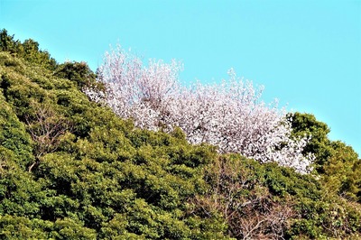 六浦山の山桜3.jpg