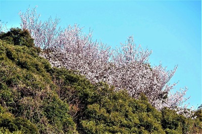 六浦山の山桜4.jpg