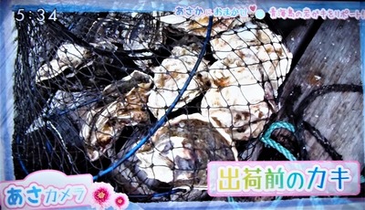 出荷前岩がき.jpg
