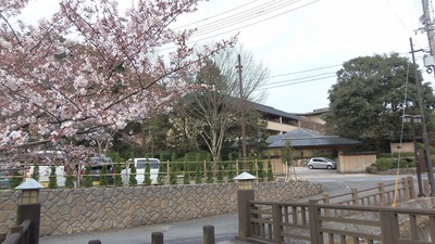 別邸・音信と桜.jpg