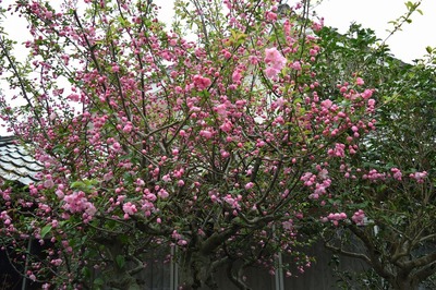 前田さんの季節の花.jpg