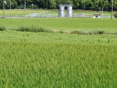 半田の田んぼ2.jpg