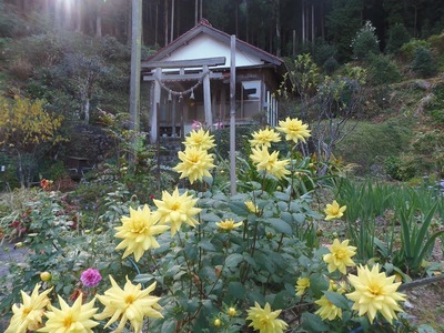 半田弁天の季節の花1.jpg