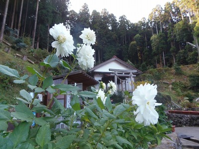 半田弁天の季節の花2.jpg
