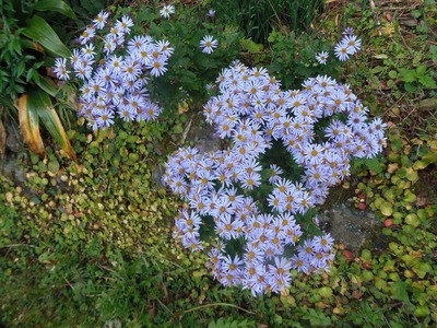 半田弁天の季節の花3.jpg